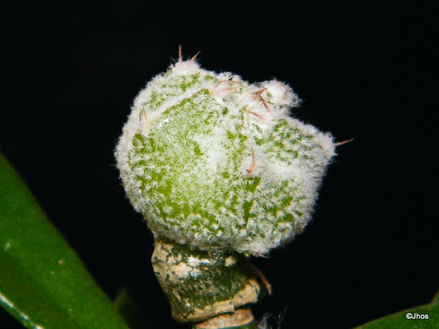 Astrophytum%20Myriostigma%20stongilogonum%20003%2020100204%20001.jpg