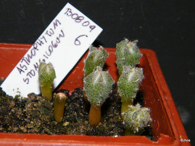 Astrophytum%20Myriostigma%20Stongilogonum%20006%2020091126.jpg