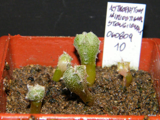 Astrophytum%20Myriostigma%20stongilogonum%20010%2020091126.jpg