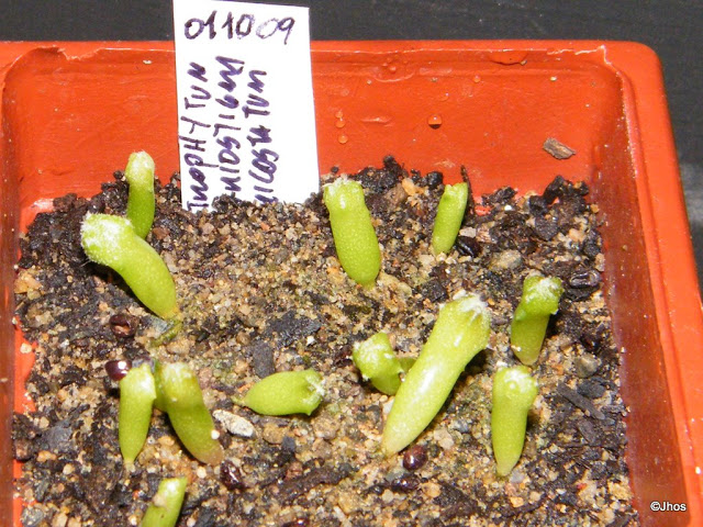 Astrophytum%20Myriostigma%20Tricostatum%2020091126.jpg