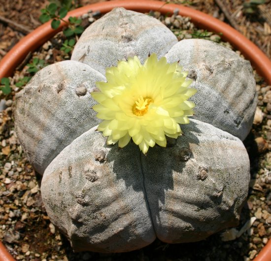 Astrophytum%20myriostigma%2C%205.jpg