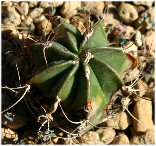 Astrophytum%20senilis%20f.rosa.jpg