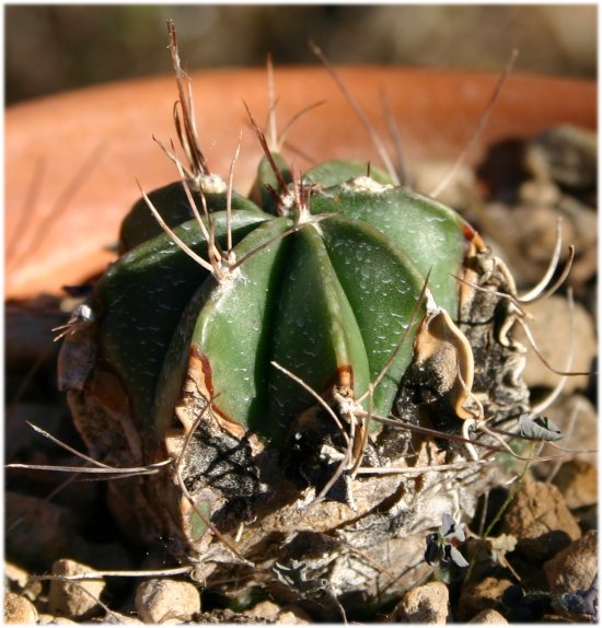 Astrophytum%20senilis%2C%20flor%20rosa.jpg