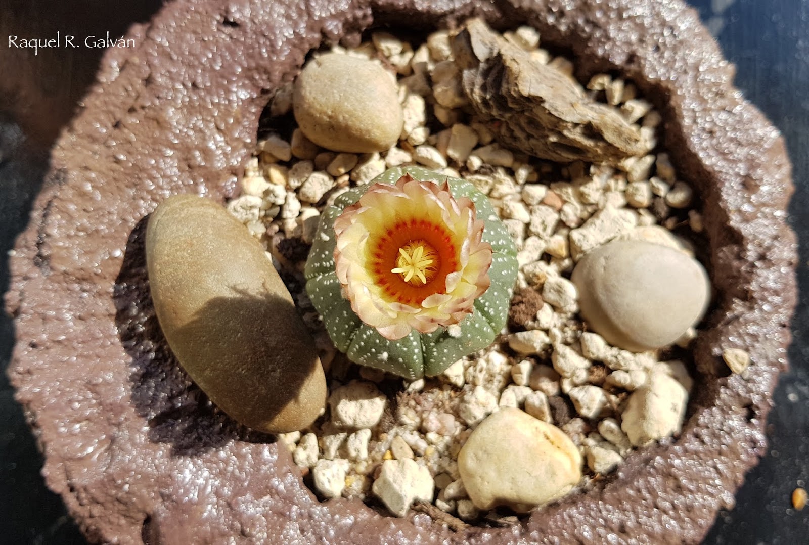 Astrophytum%2Basterias.jpg
