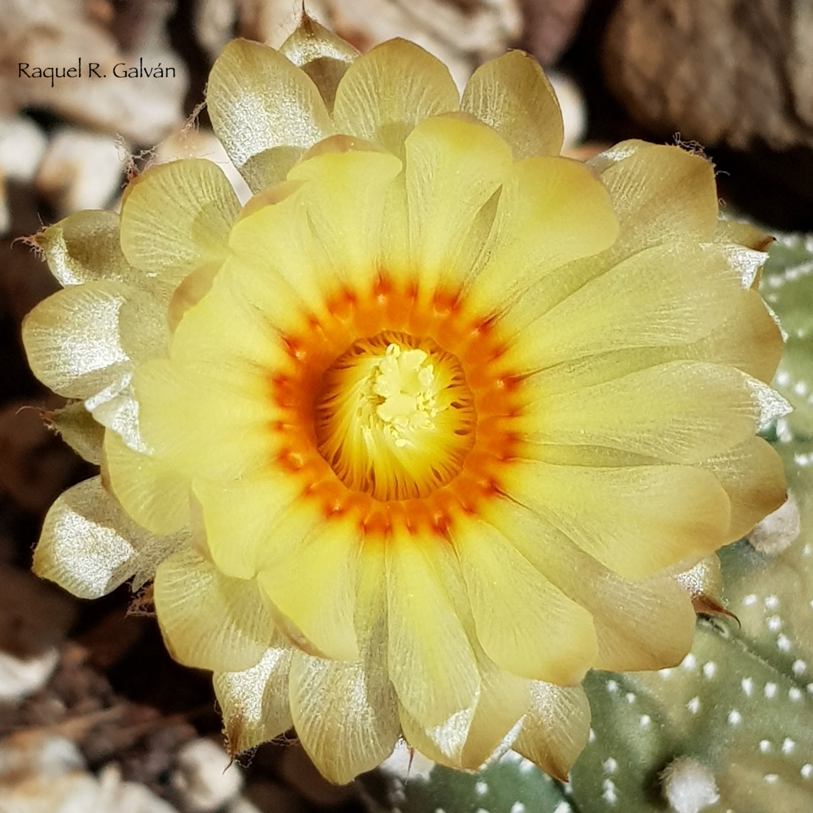 Astrophytum%2Basterias02.jpg