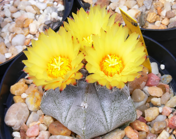 astrophytum%2Bcoahuilense.jpg