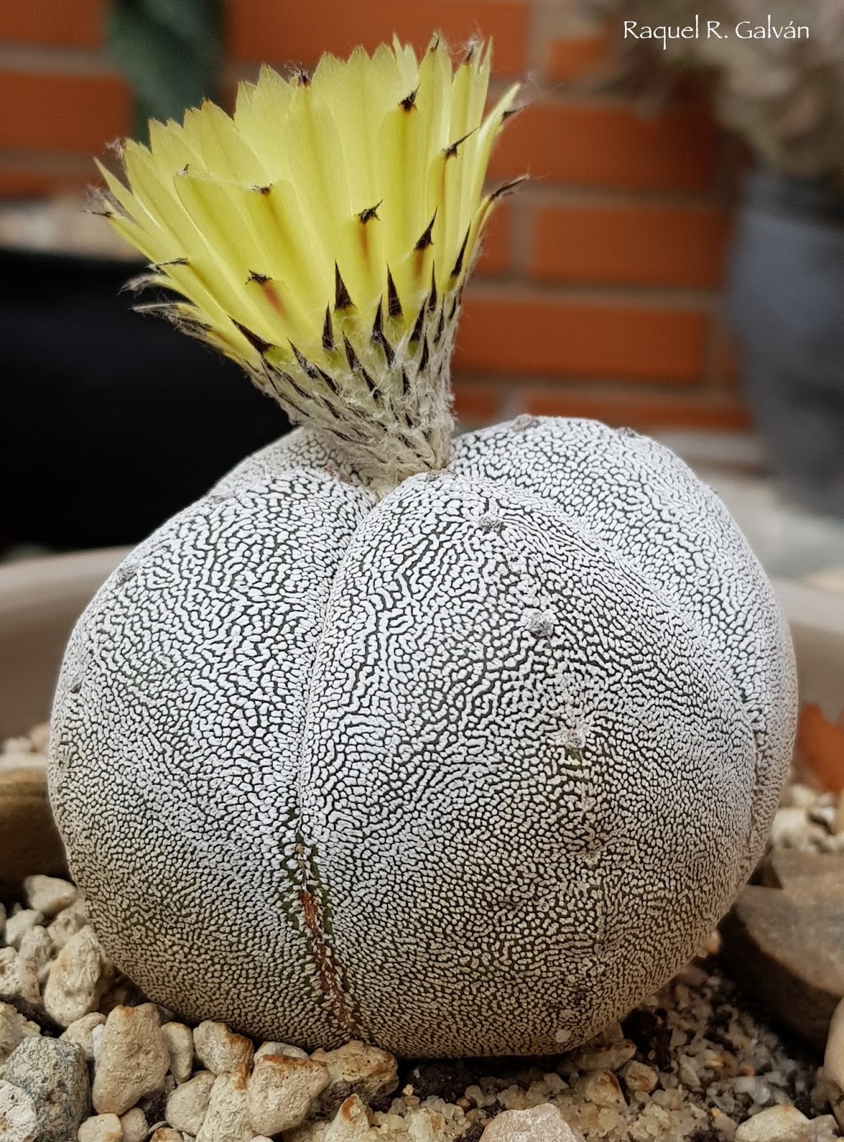 Astrophytum%2Bmyriostigma%2Bcv.%2BONZUKA%2Bf.%2Bquadricostatum3.jpg
