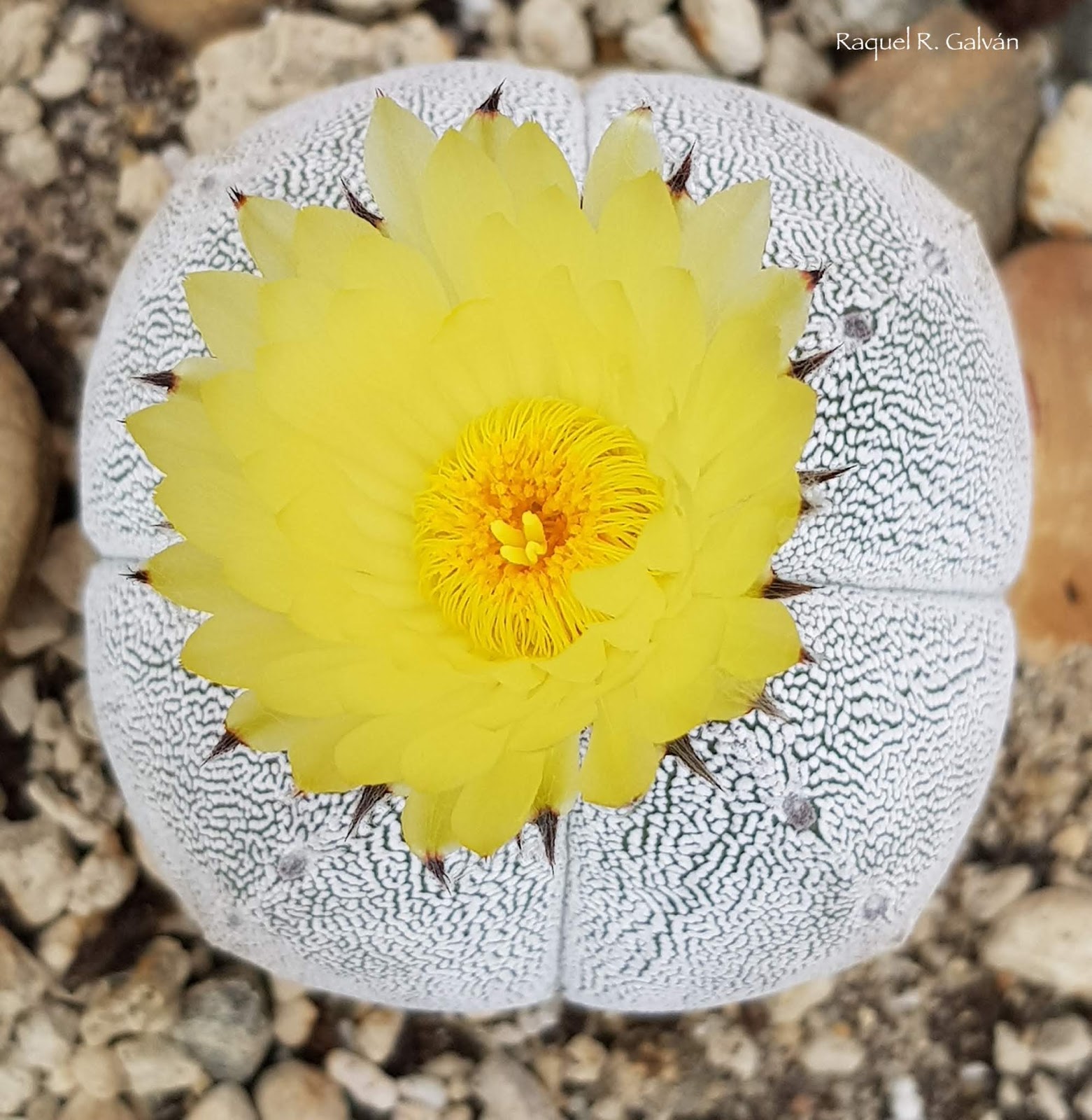Astrophytum%2Bmyriostigma%2Bcv.%2BONZUKA%2Bf.%2Bquadricostatum4.jpg