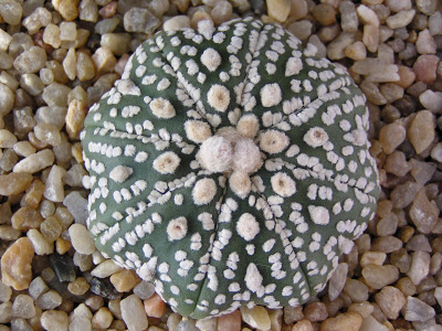 Astrophytum+asterias+cv.+Superkatubo+%27star+type%27.JPG