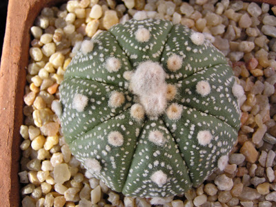 Astrophytum+asterias.JPG