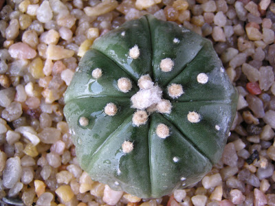 Astrophytum+asterias+nudum.JPG