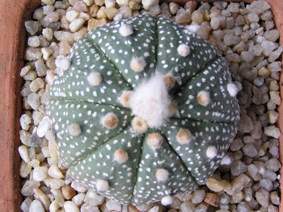 Astrophytum+asterias+otro+(2).JPG