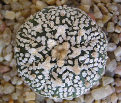 Astrophytum+asterias+superkabuto+V.JPG