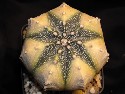 Astrophytum+asterias+variegado+2.JPG