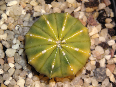 Astrophytum+asterias+variegata.JPG