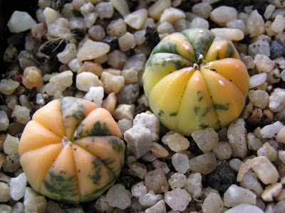 Astrophytum+asterias+variegatas.JPG