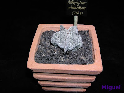Astrophytum+cohauilense.jpg