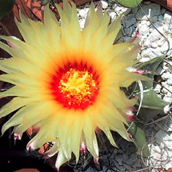 astrophytum.jpg