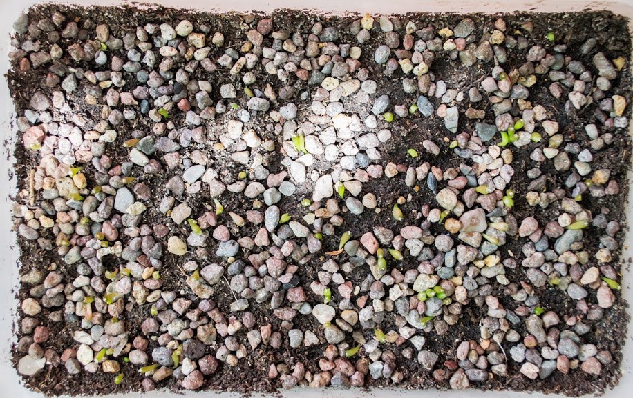 astrophytum+m..jpg