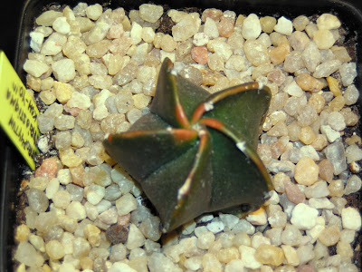 Astrophytum+myriostigma+cv.+KOH+YO.JPG