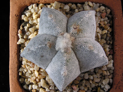 Astrophytum+myriostigma+cv.+Onzuka+x+myriostigma+2.JPG