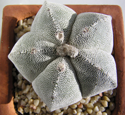 Astrophytum+myriostigma+cv.+Onzuka+x+myriostigma-segundo.JPG