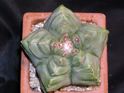 Astrophytum+myriostigma+nuda+cv.KIKKO+2.JPG