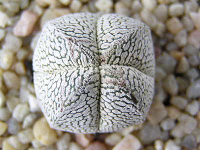 Astrophytum+myriostigma+v.+onzuka+(2).JPG