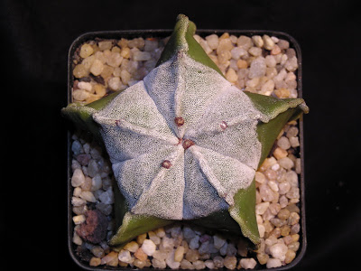 Astrophytum+myriostigma+variegado+2.JPG