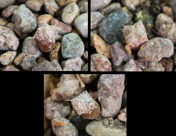 astrophytum+myriostigma2.jpg