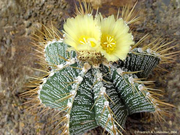 Astrophytum-ornatum-4.jpg