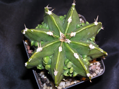 Astrophytum+ornatum+nuda+cv.+FUKURYU.JPG