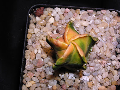 Astrophytum+variegado+naranja.JPG
