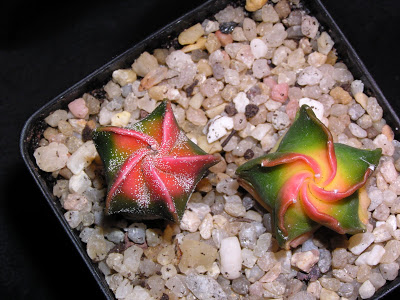 Astrophytum+variegados+rojo+amarillo.JPG