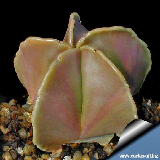 Astrophytum_myriostigma_maiden_blush_540.jpg