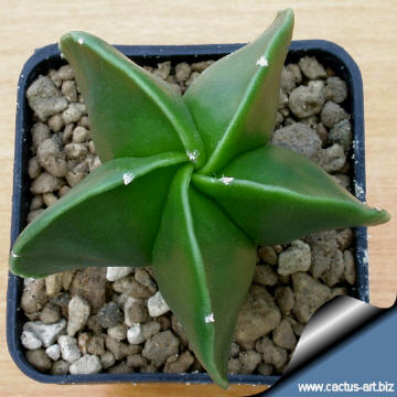 Astrophytum_myriostigma_nudum_sharp_ribs_360.jpg