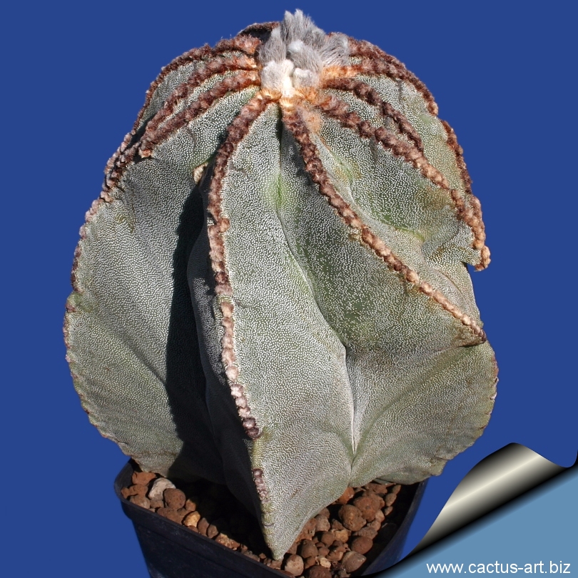 Astrophytum_myriostigma_old_810.jpg