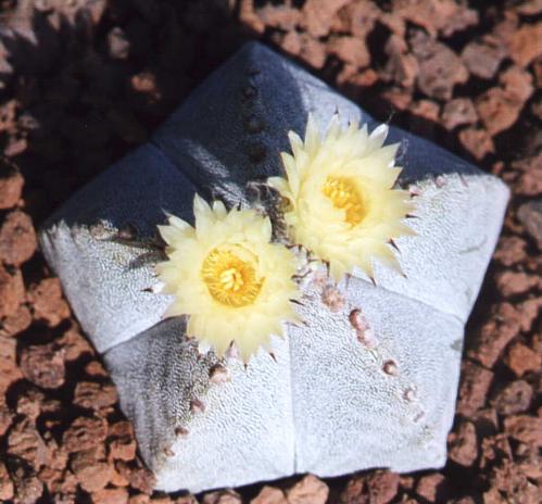 Astrophytum_myriostigma_pentagonum.jpg