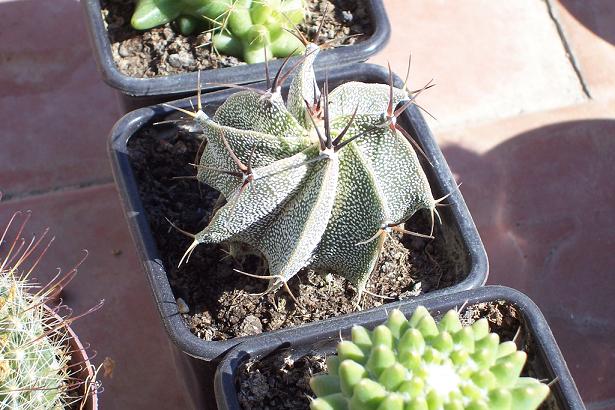 Astrophytum_ornatum_2.JPG