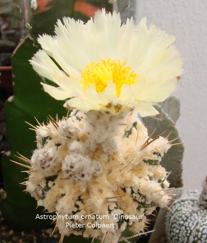 Astrophytum_ornatum_dinosaur.jpg