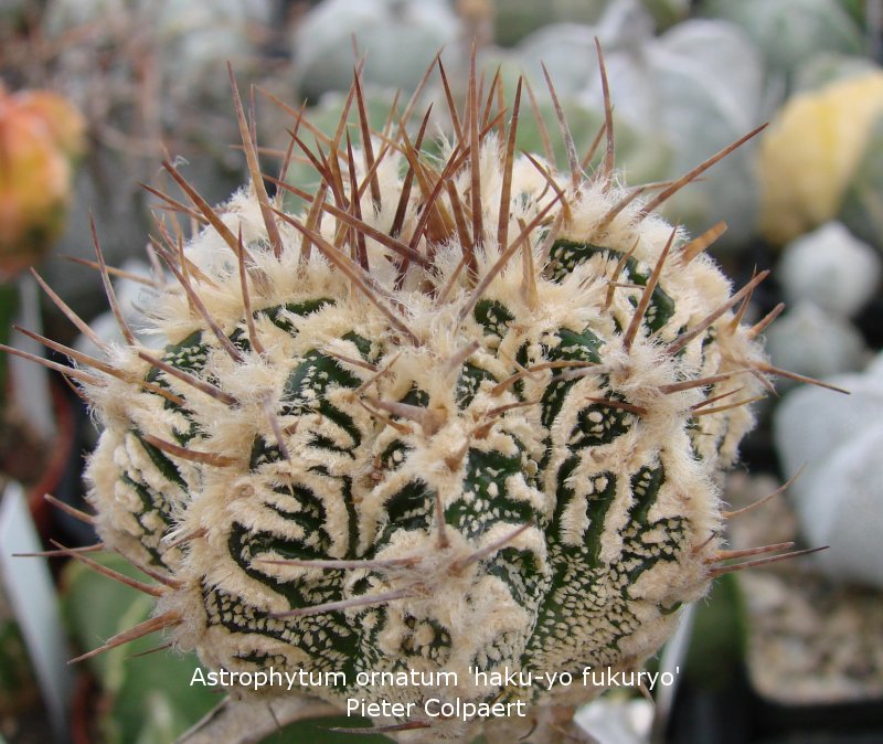 Astrophytum_ornatum_hakujofukuryo.jpg