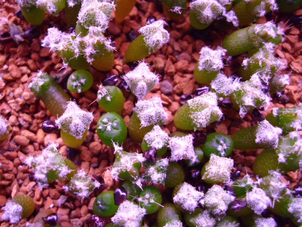 Astrophytum_seedling.jpg