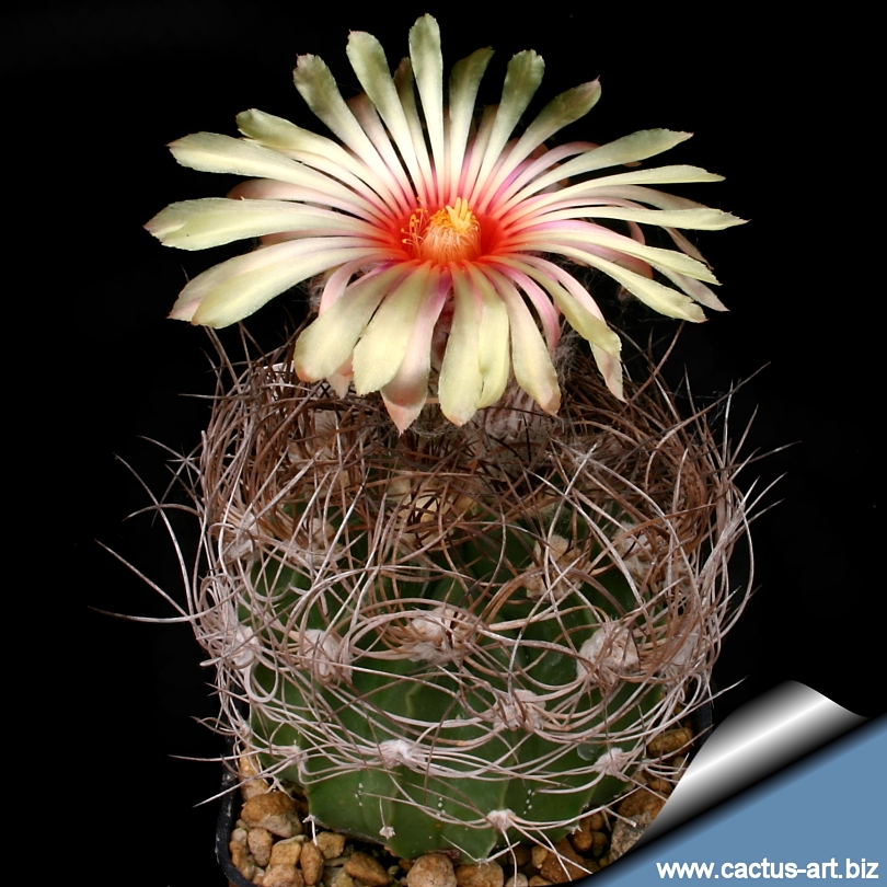 Astrophytum_senilis_rosa_810.jpg