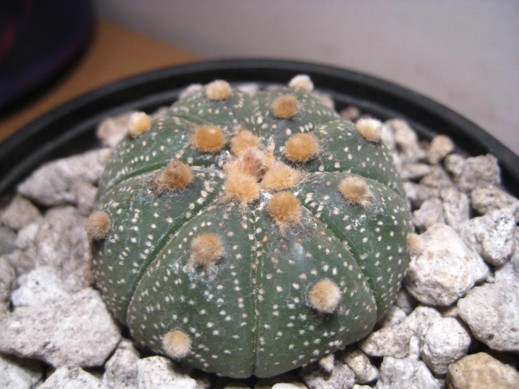 Astrophytumasterias.jpg