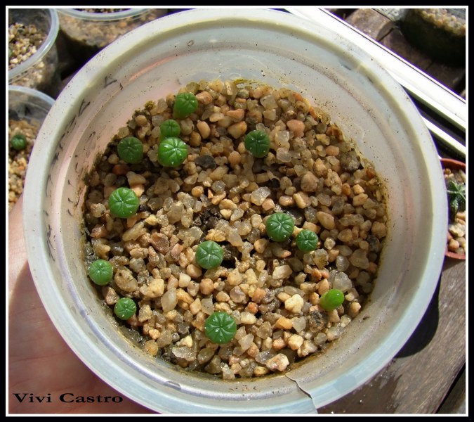 Astrophytumasterias5-2-2011.jpg
