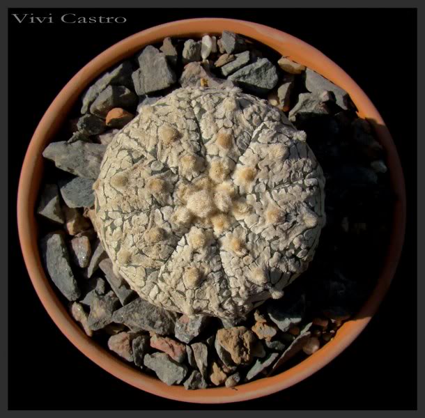 AstrophytumasteriascvBigV-Type.jpg