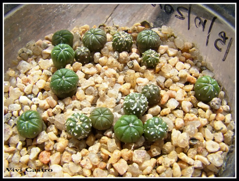 AstrophytumasteriascvSuperkabuto15-10-20102.jpg