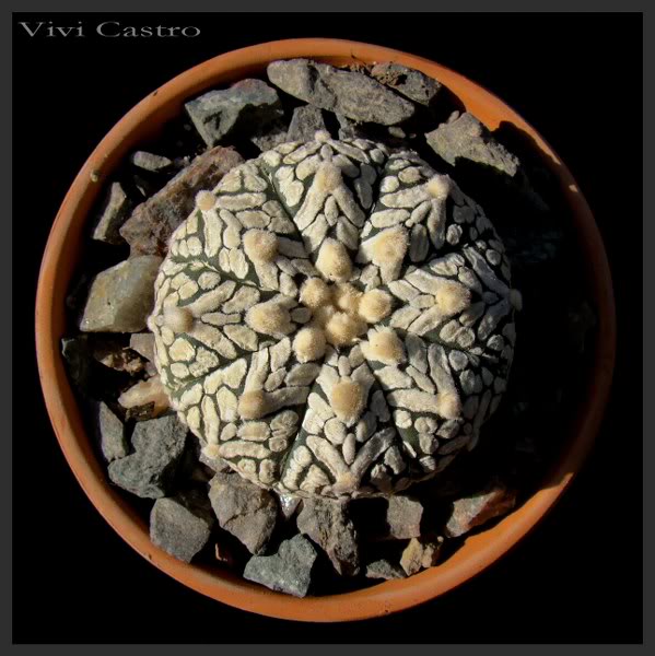 AstrophytumasteriascvV-Type.jpg