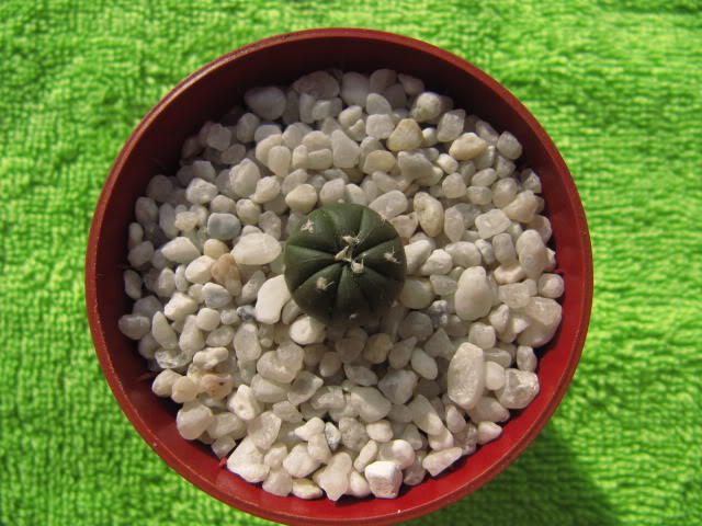 Astrophytumasteriashibridochina1.jpg