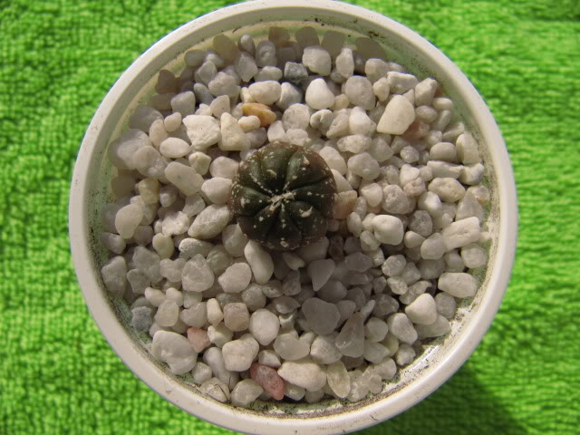 Astrophytumasteriashibridochina10.jpg